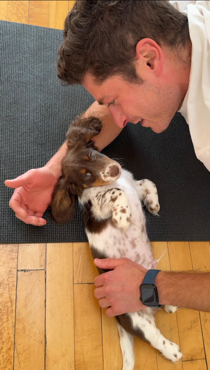 Puppy being cared for by staff