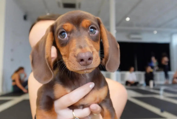 Breeder vetting process