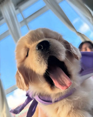 Dog with a purple collar looking up at the camera with a clear blue sky in the background