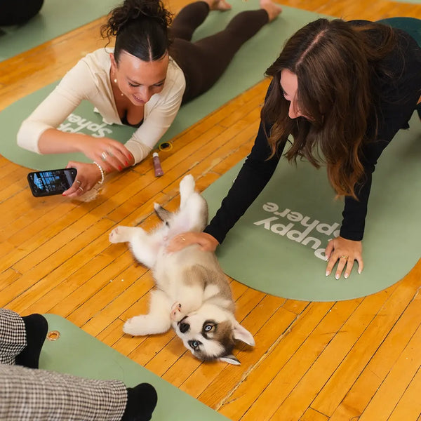 Wellness Puppy Yoga | Toronto Glow