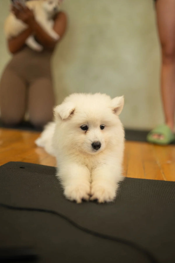 Wellness Puppy Yoga | Toronto Sun