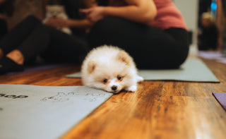 Small white pomeranian lying down on hardwood floor between two Doggos-labelled yoga mats during a puppy yoga & bubbly class. In the background are a couple of women's cuddling other puppies.