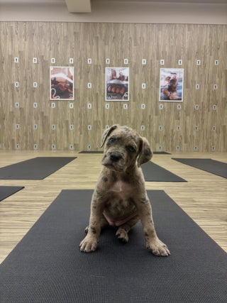 Wellness Puppy Yoga | Winnipeg