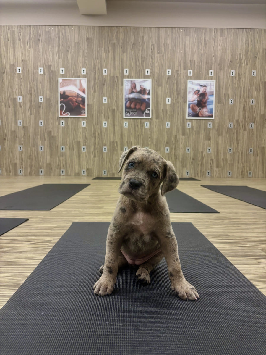 Winnipeg puppy yoga studio in Exchange District | 280 Fort St